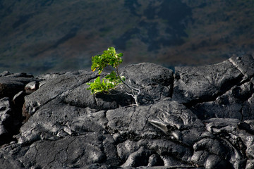 lone green plant on lava field