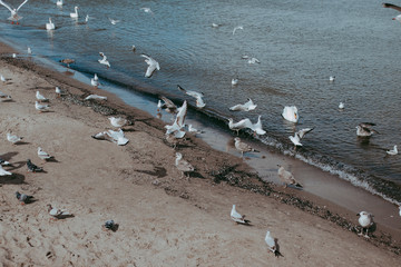 Plaża z mewami © Monika