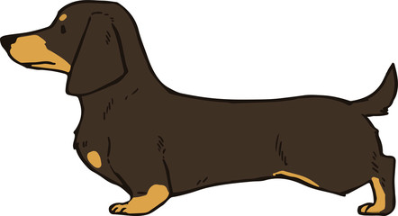 Dachshund Chocolate/Cream Smooth hair