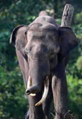 Fototapeta premium government elephants