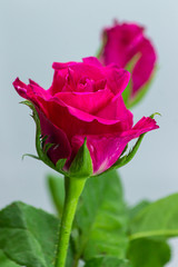 Perfect rose colorful on white background