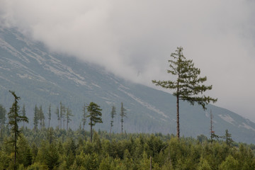 fog in the mountains and a lone tree