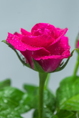 Perfect rose colorful on white background