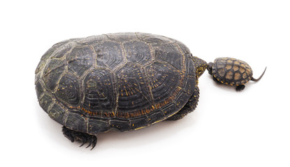 Big and small turtle.