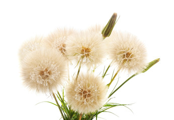 Large fluffy dandelion.