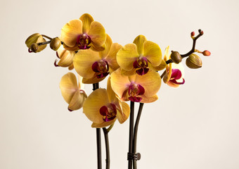 Obraz na płótnie Canvas Beautiful tropical exotic Orchid with pink and yellow Moth Phalaenopsis flowers in a pot on light background