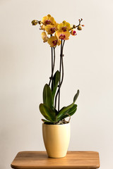 Beautiful tropical exotic Orchid with pink and yellow Moth Phalaenopsis flowers in a pot on light background