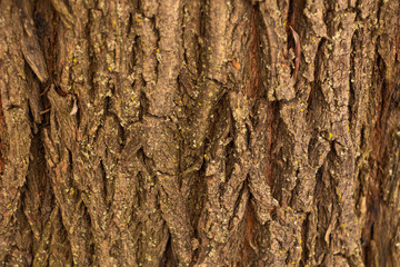 Obraz premium Wood bark texture, elm bark quite thick