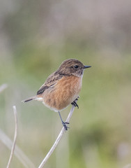 The birds on the coast exhibit their colors!