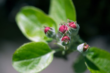 green leafs on flower, sweden, stockolm, nacka