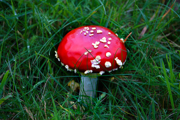 Amanita Muscaria