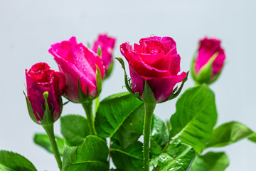 Perfect rose colorful on white background