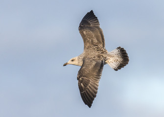 The birds on the coast exhibit their colors!