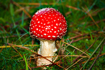 Amanita Muscaria
