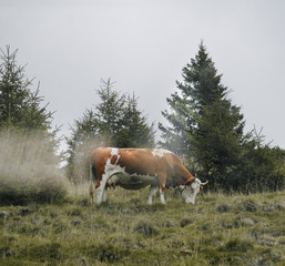 Cow grazing at field