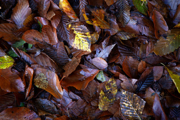 background from autumn leaves
