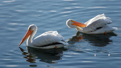 American White Pelicans (Pelecanus erythrorhynchos)  swimming on a pond.