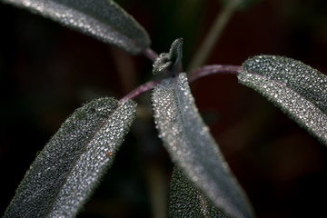 drops on flower, salvia, sweden, stockolm, nacka