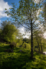 Obraz premium spring in the park