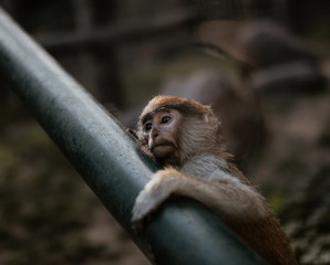 Smutna małpka w zoo © Monika