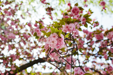 Beautiful cherry blossom. Fresh spring background on nature outdoors