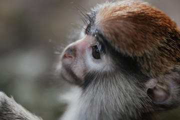 Smutna małpka w zoo - obrazy, fototapety, plakaty