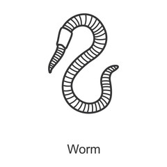 Worm vector icon.Line vector icon isolated on white background worm.