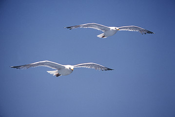 seagull in flight, spain, lagomera, summer