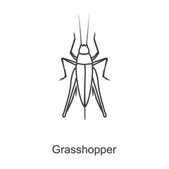 grasshopper vector icon.Line vector icon isolated on white background grasshopper .