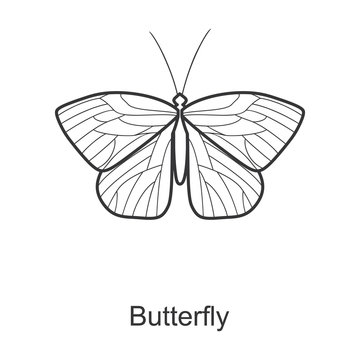 Butterfly vector icon.Line vector icon isolated on white background butterfly.