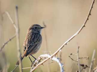 The birds on the coast exhibit their colors!