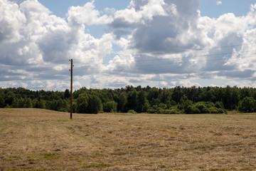 tree in the field