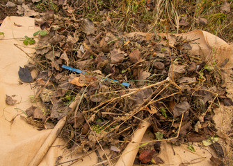 Cleaning dry leaves from the yard in autumn