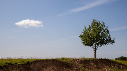 tree in the field
