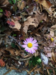 flowers in the garden