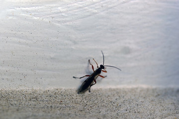 closeup insect, sweden, stockholm, nacka