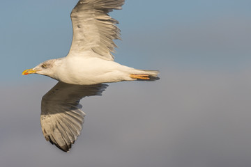 The birds on the coast exhibit their colors!