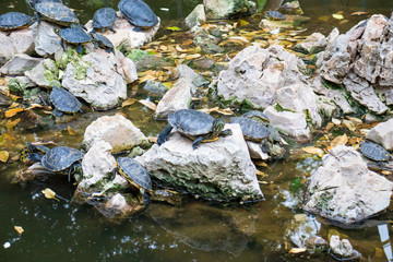 Turtle pond with many turtles in the park in Athens Greece