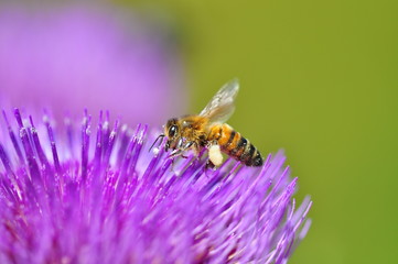 Abeille entrain de butiner