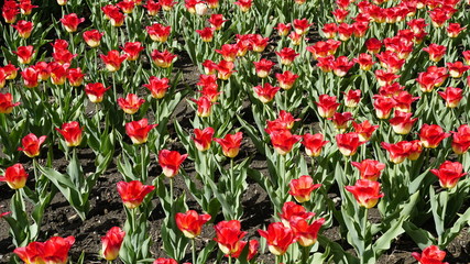 Fototapeta premium Tulip
