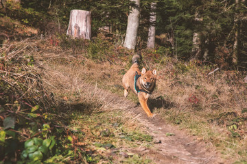 Running and walking in the woods, autumn colours