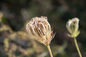 Wild carrot or a queen Anne's lace, daucus carota bud in a meadow, fully closed flower head with...