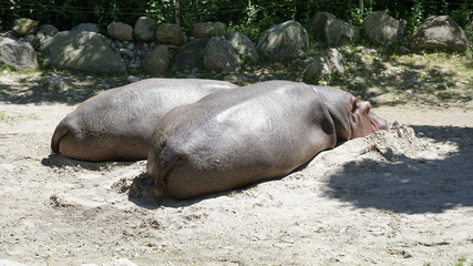 Hippo