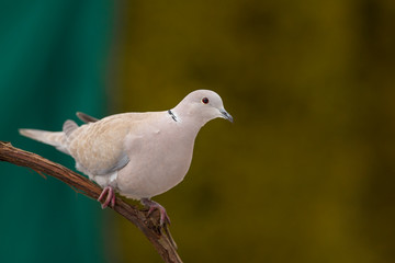 Eurasian collared dove (Streptopelia decaocto)