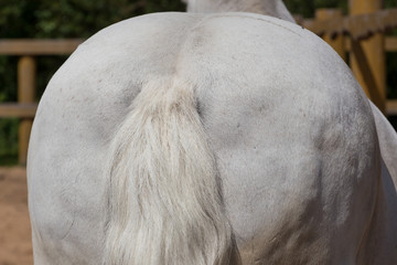 White horse back view with tail