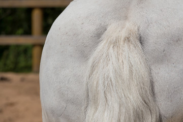 Back and tail of white horse close up