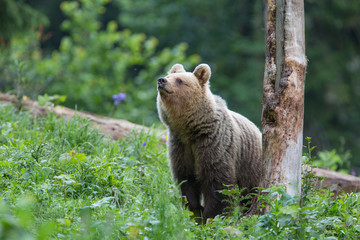 Brown bear in the autumn forest. Ursus arctos. Natural habitat.