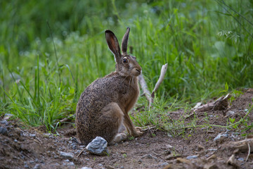 European brown hare (Lepus europaeus)
