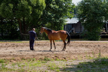 Naklejka premium Horse trainer dresses bay horse outside