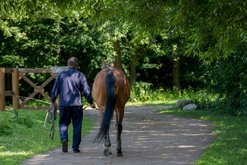 Young buster leads a horse on the reins after a walk in the park